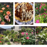 薔薇 ローズガーデン お好み焼き 母の日 大相撲 力士 優勝 運動会