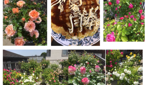 【母の屋上の薔薇たち🌹】